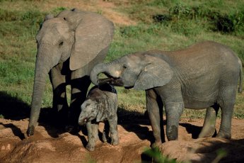 full-day-addo-elephant-national-park-ili 66914