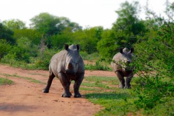 tshukudu-bush-lodge 46744