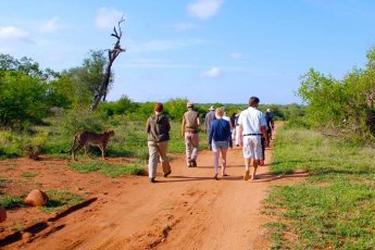 tshukudu-bush-lodge 46746