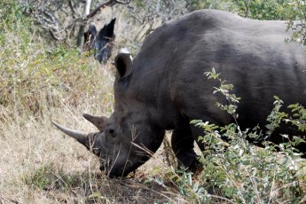 tshukudu-bush-lodge 46747