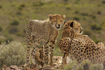 sanbona-wildlife-reserve 88041