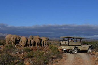 sanbona-wildlife-reserve 88042