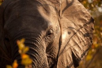 full-day-addo-elephant-national-park-ili 66915