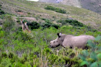 gondwana-game-reserve 87974