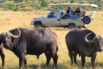 botlierskop-game-reserve 76073