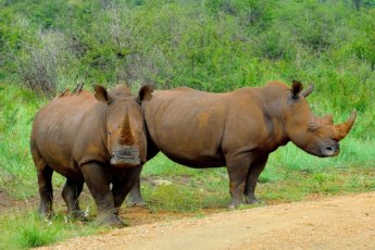 rhulani-safari-lodge 89858