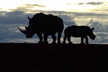 rhulani-safari-lodge 89859