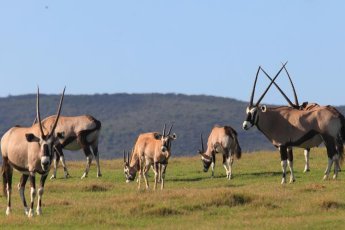 garden-route-game-lodge 74673