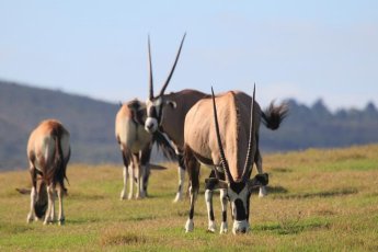 garden-route-game-lodge 74678