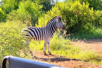 bakubung-bush-lodge 94507