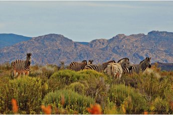 kagga-kamma-private-game-reserve 88073