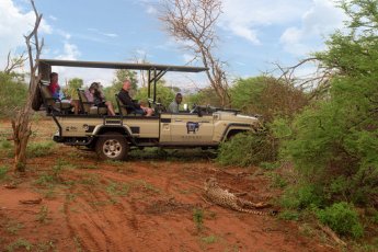 madikwe-river-lodge 93444