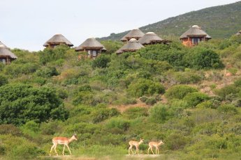 garden-route-game-lodge 74700