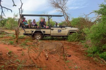 madikwe-river-lodge 93446