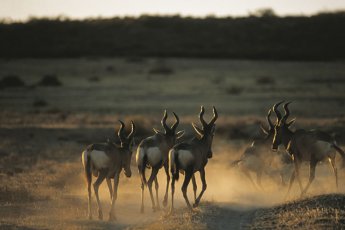 bushmans-kloof-wilderness-reserve-retreat 7153