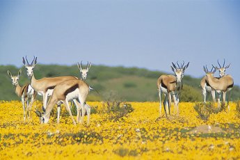 bushmans-kloof-wilderness-reserve-retreat 7155