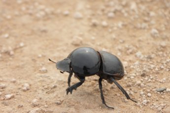 full-day-addo-elephant-national-park-ili 66916