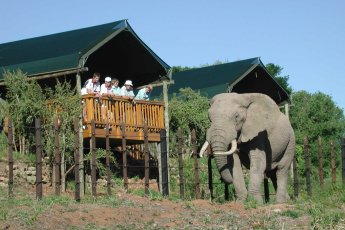 full-day-addo-elephant-national-park-ili 48889