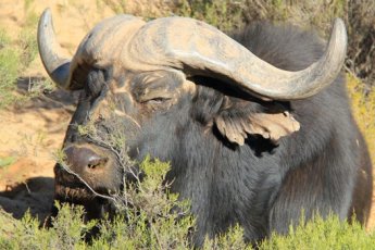 2-day-big-5-safari-shark-diving-tour-dow 92005