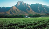 Full Day Hermanus Tour