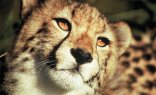 Full Day Aquila Wildlife Safari Tour