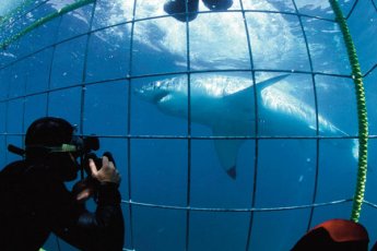 full-day-great-white-shark-cage-diving 8115