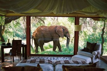 makanyane-safari-lodge 93953