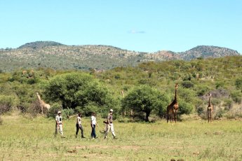 madikwe-safari-lodge 93923