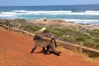 cape-point-winelands-combo-dow 73483