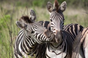 full-day-hluhluwe-game-reserve-ili 67065