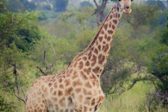 full-day-hluhluwe-game-reserve-ili 67067