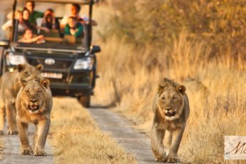 full-day-pilanesberg-tour-ili 48730