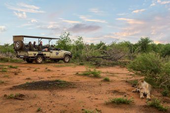 madikwe-river-lodge 93450