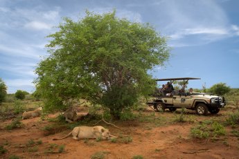 madikwe-river-lodge 93451