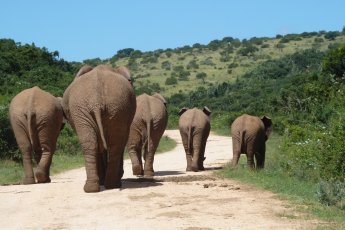 full-day-addo-elephant-national-park-ili 66917