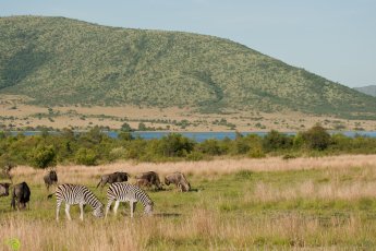 full-day-pilanesberg-tour-ili 67202