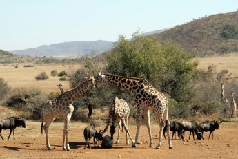 full-day-pilanesberg-tour-ili 67203