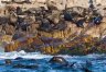 Full Day Marine Big 5 Safari Experience (SE7)