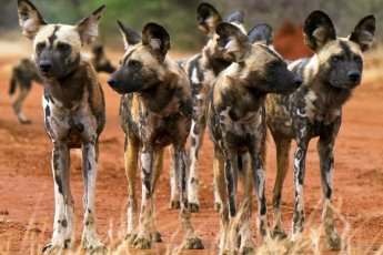 makanyane-safari-lodge 93965