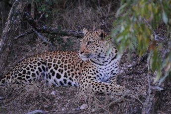 nkaya-game-lodge 21678