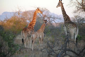 nkaya-game-lodge 21679