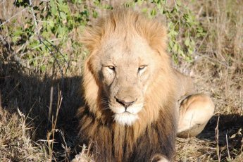 nkaya-game-lodge 21677
