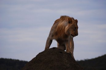 rhulani-safari-lodge 21410