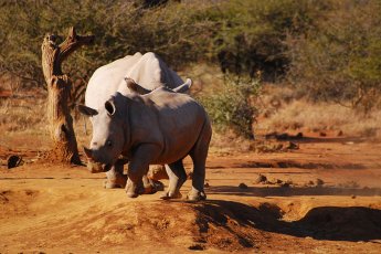 rhulani-safari-lodge 21411