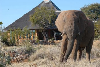 rhulani-safari-lodge 21403