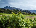 Constantia Wine Region - Winelands Tour - Cape Town Helicopters