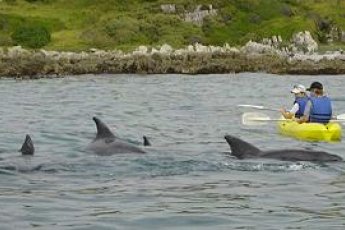 kayaking cape town