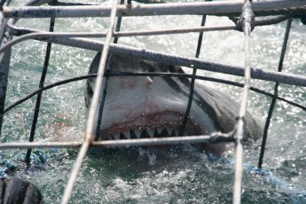 full-day-great-white-shark-cage-diving 19033