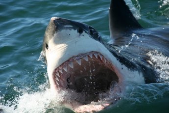 full-day-great-white-shark-cage-diving 19034