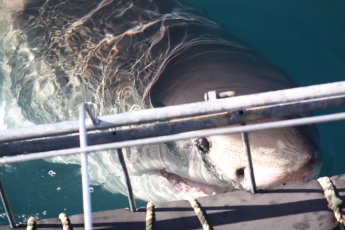 shark-cage-diving-south-africa 19038